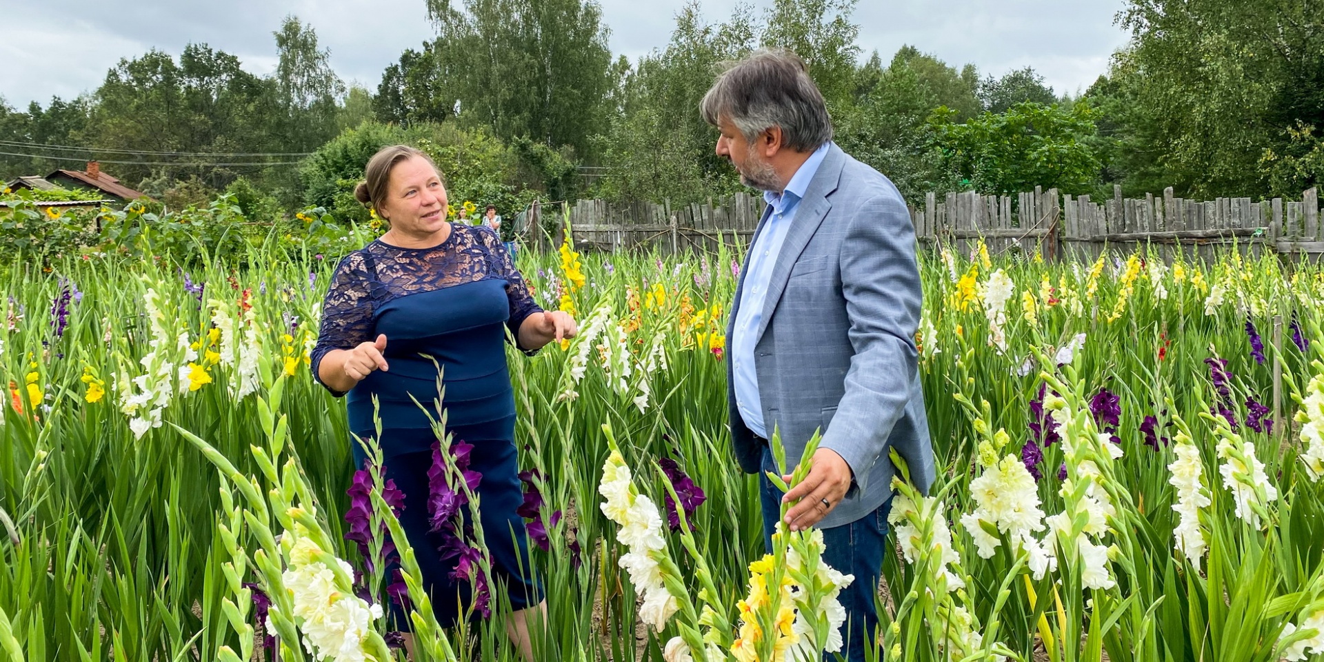 гладиолусы день сурка